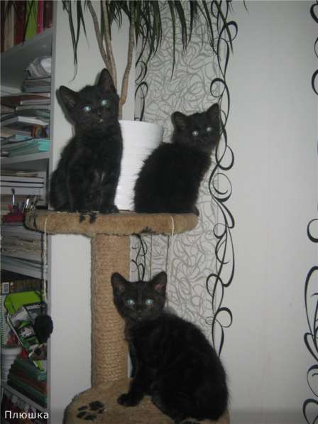 Котенок порода Курильский бобтейл в Москве фото 25