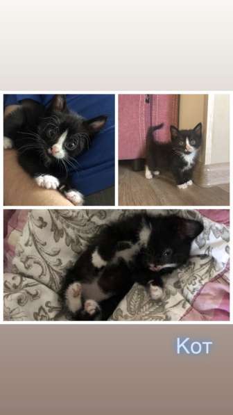 Котята ищут хозяев! в Иркутске фото 5