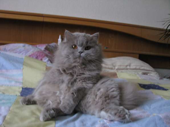 Британская длинношерстная кошка Питомник британских кошек s в фото 5