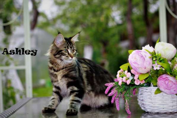Котята мейн-кун в Пушкине фото 8