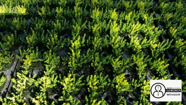 Cultivarea florilor. germania!! в фото 4