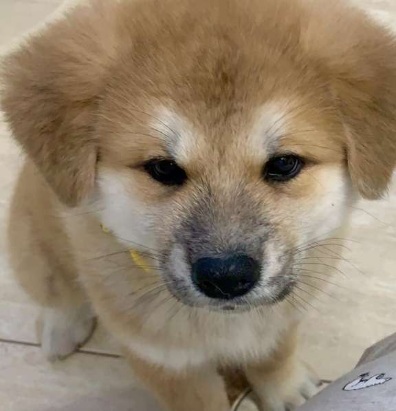 Щенки Акита-ину в Москве фото 17