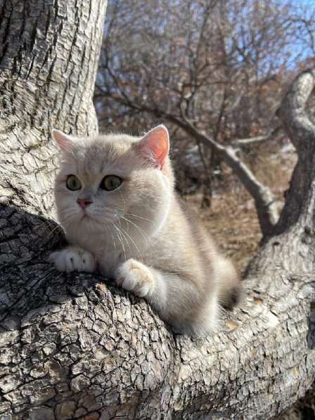 Британский котенок драгоценного окраса в Москве фото 4