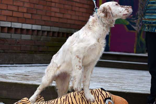Английский сеттер щенки из элитного питомника в Москве фото 198