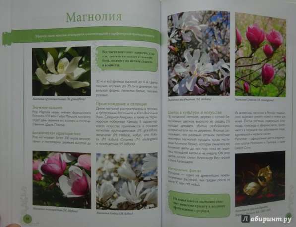 Самые красивые цветы мира в Ростове-на-Дону фото 11