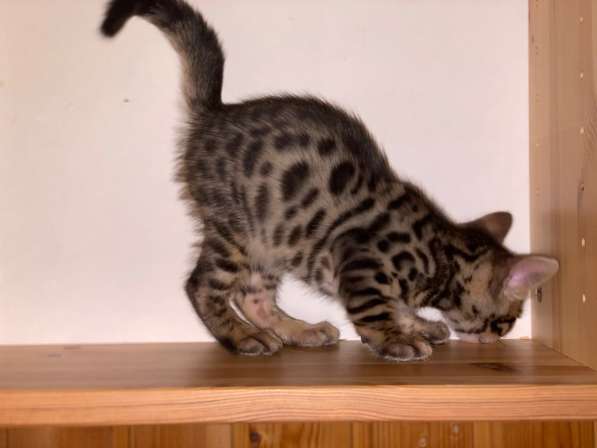 2 бенгальских котёнка в Москве фото 7