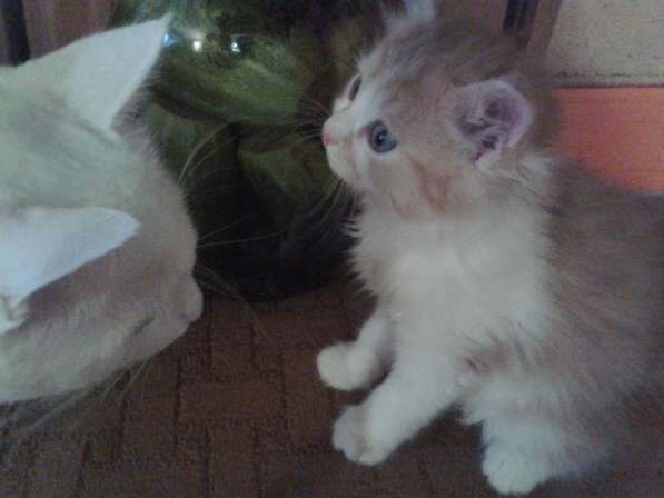 Рыже -белая котейка в Тюмени фото 5