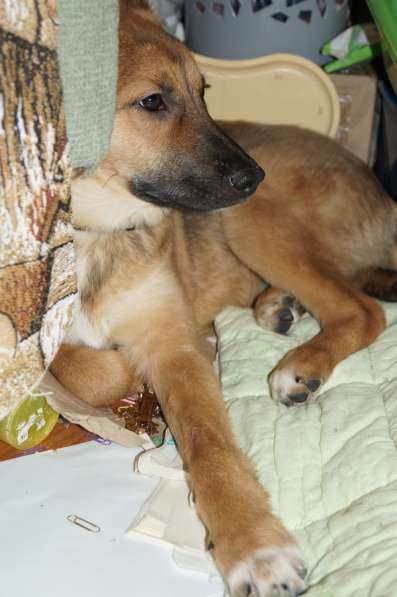 Ника, семейная собака ищет дом в Бронницах фото 13