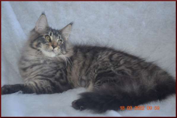 Роскошный черный котик мейн-кун из питомника в Астрахани фото 69