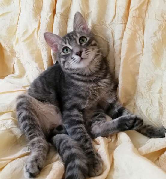 Котик в дар