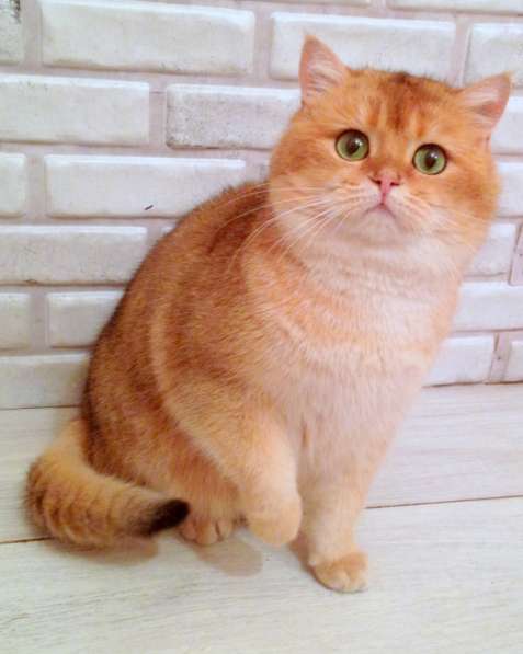 Британский кот на вязку. Шикарный. Золотая шиншилла