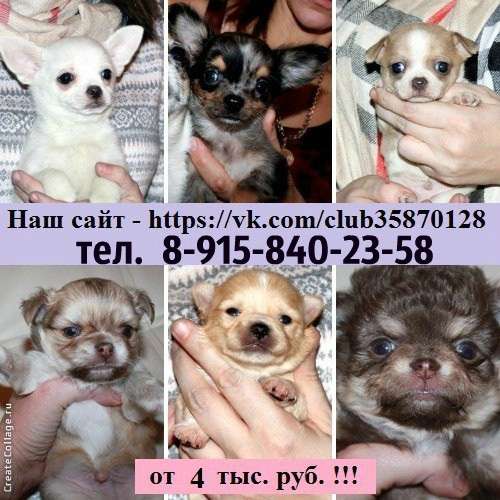 Чихуахуа очаровательных щеночков продам в Ярославле