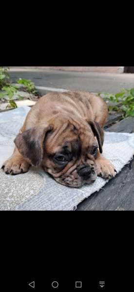 Щенки французского бульдога в 