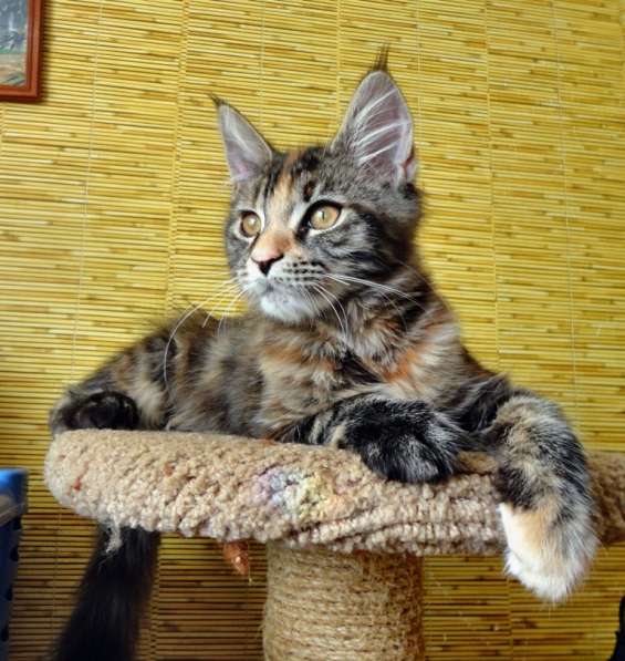 Котята мейн кун из питомника в Новосибирске