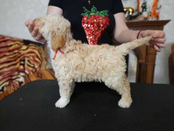 Лаготто романьоло в фото 9