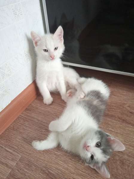Котята в добрые руки в Уфе фото 6