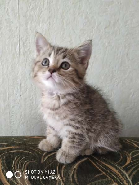 Шотландские котята в Москве фото 14