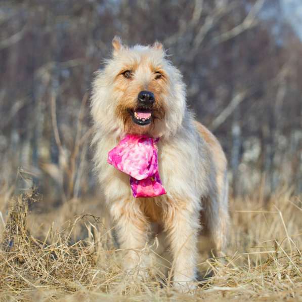 Пшеничный бородатик Соня ищет семью в Москве фото 9