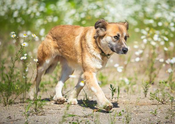 Золотистое солнышко Тая, идеальная собачка-компаньон в дар в Москве фото 3