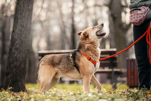 Ищет дом Ромео #ромео_дубоваяроща в Москве фото 41