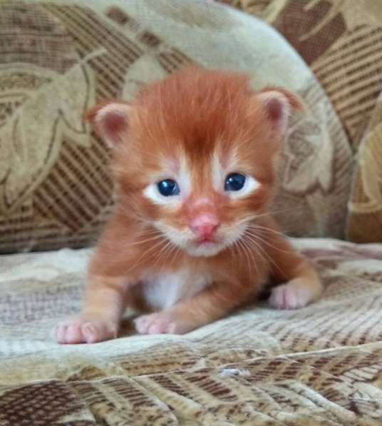 Котята Мейн Кун из питомника в Тольятти фото 6