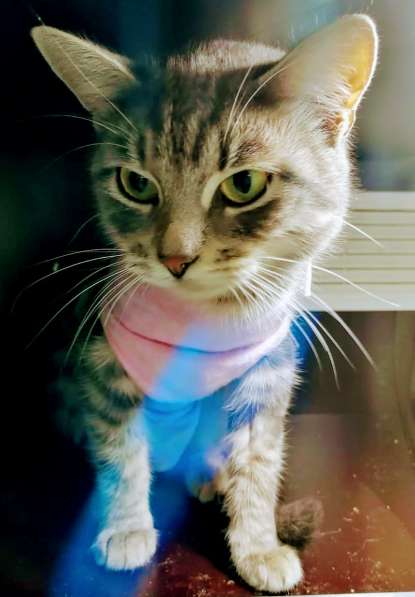 Сос! Кошечку выкинули на улицу в Москве фото 22