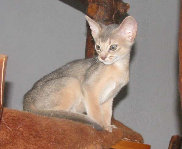 Абиссинский котенок голубого окраса