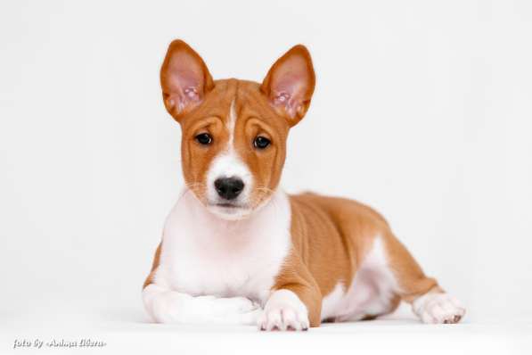 Басенджи щенки в фото 12