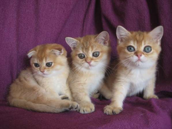 Золотые шотландские котята