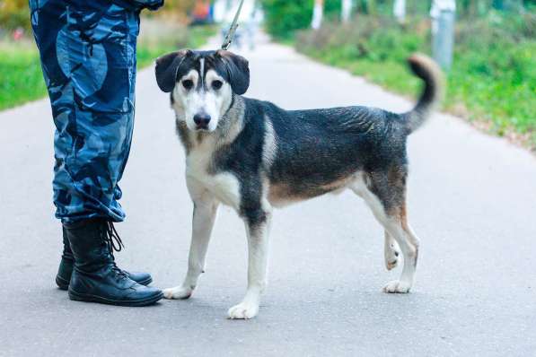 Собаке очень нужен дом в Нижнем Новгороде фото 12