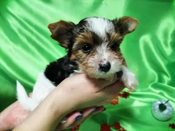 Красивые девочки бивер йорка в Омске фото 6