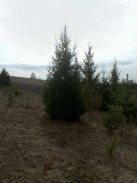 Посадка деревьев в Челябинске фото 3