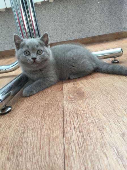 Питомник британских кошек в Москве фото 3