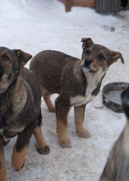 Дана, 1 год, ищет дом! в Раменское фото 21