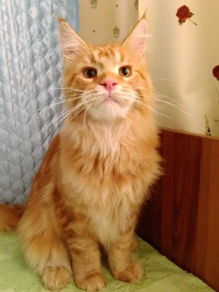 Красотка кремового солидного окраса из питомника Arktur в Тюмени фото 27