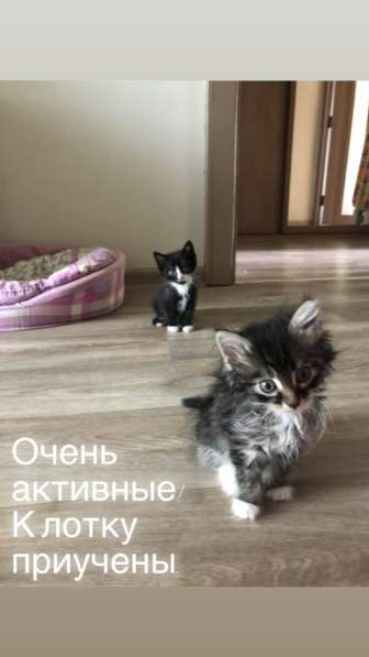 Котята ищут хозяев! в Иркутске фото 4