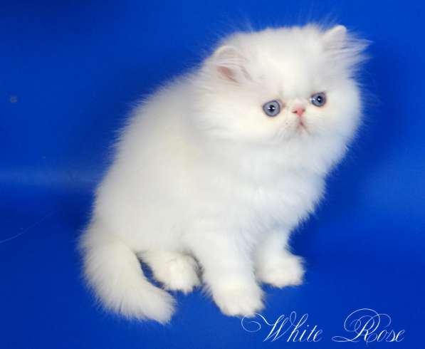 Элитный персидский котенок Xmas белого окраса голубоглазый в Москве