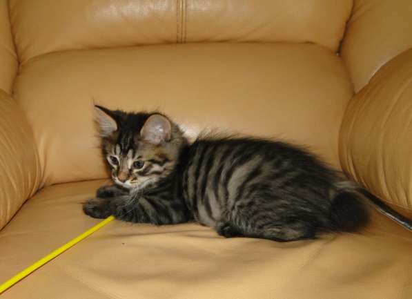 Котята Курильского бобтейла в Москве фото 14