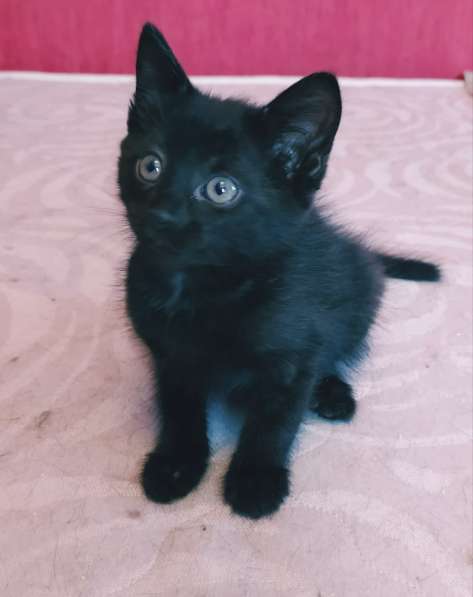 Флэш - черный игривый котенок ищет дом