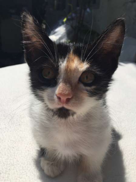 Котята в Кисловодске фото 70