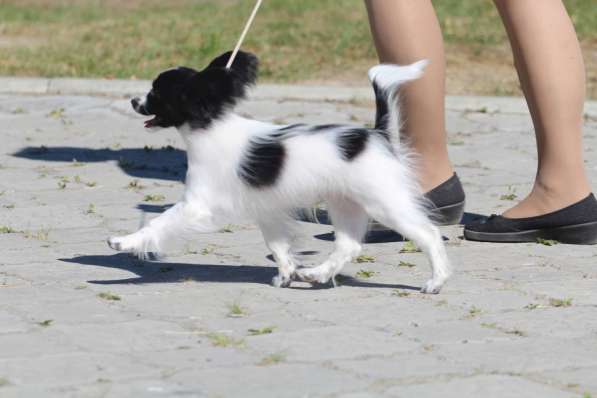 Продается щенок папийона в Краснотурьинске фото 6