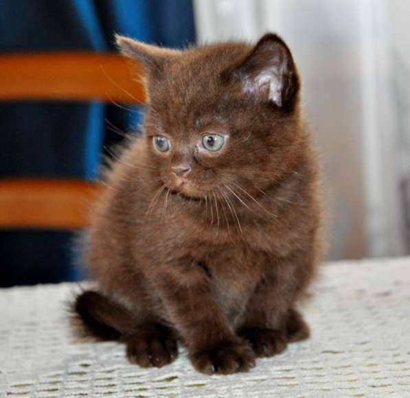 Красивый и плюшевый шоколадный котик в Москве