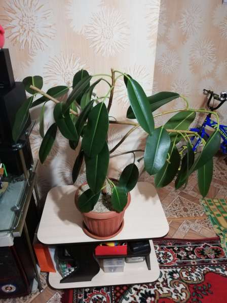 Фикус Эластика в фото 6