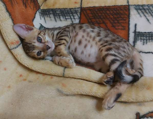 Котята редкой породы серенгети в фото 8