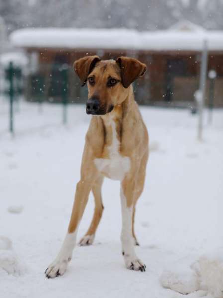 Ищу Дом для Скуби Ду в Москве фото 9