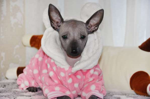 Девочка Мексиканочка в Москве фото 4