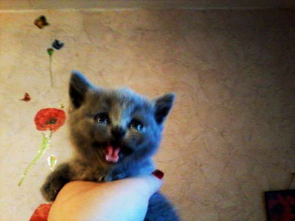 Вязка : Шотландский Красавец - кот с опытом в Москве фото 6