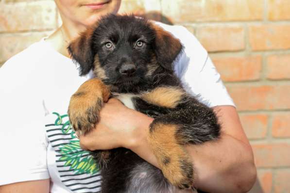 Собака в хорошие руки щенок в Санкт-Петербурге фото 5