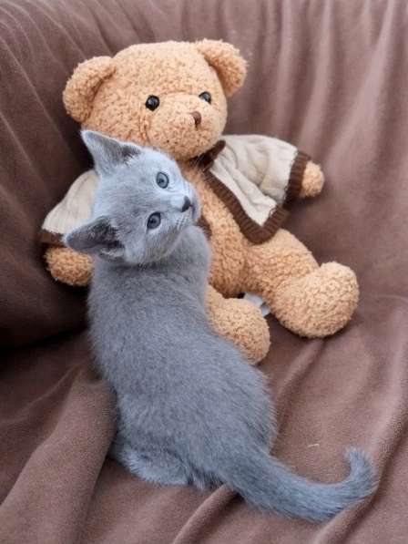 Котята Русская голубая в Тюмени фото 23