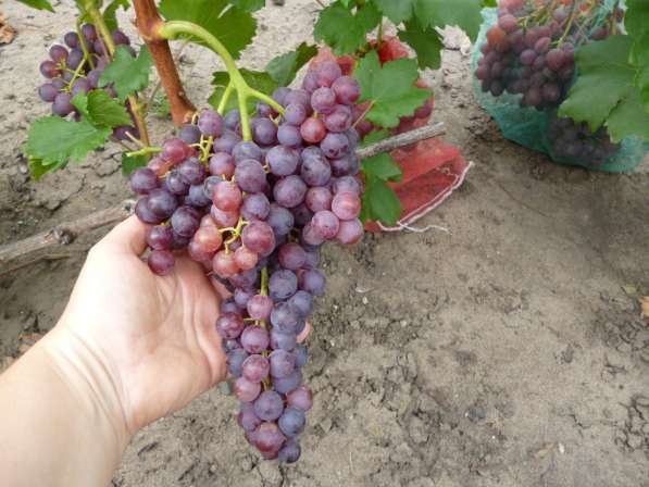 Принимаю заказы на вегетирующие саженцы винограда в Воронеже